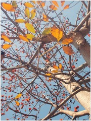 P3100346_副本1.jpg