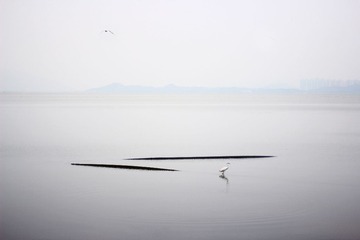白.