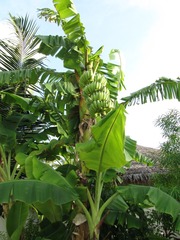 复件 IMG_0992.JPG
