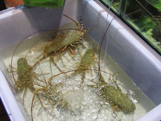 复件 IMG_3866