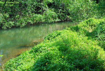 DSCN2015_conew1.jpg