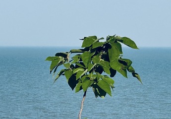8C734F9F-7F0F-4BAA-AAA9-CADBCEC4A55A/L0/001