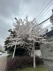 5266E37C-6170-42FF-A7EF-49DAAAA12C0D/L0/001