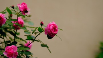 39371A8B-341B-4C1A-B307-E0C516BC0B19/L0/001