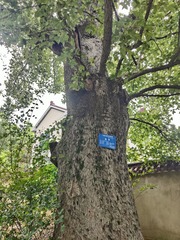 1000067386