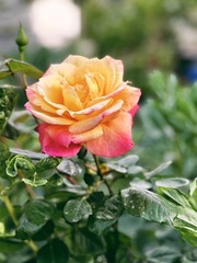 BB020F60-DD7F-414C-A1CA-9513AD9674DD/L0/001