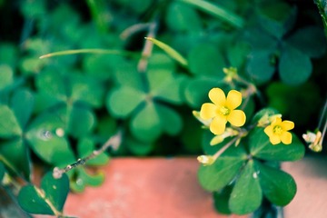 校园外的花池