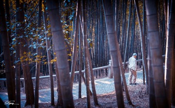 灵岩山竹林