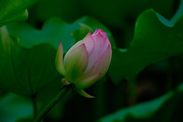89945456-8824-439F-A68A-19673DEED176/L0/001