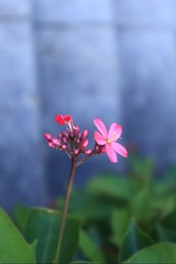 1000062778