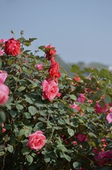 72E015D6-0471-45B9-8B23-E675073DD6AC/L0/001