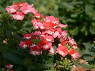 67D3FBB2-30CD-45E7-ABC0-8C75D85E461C/L0/001