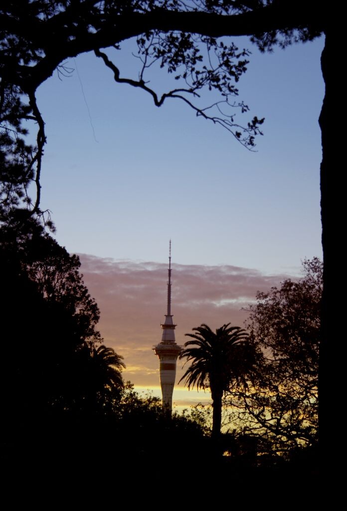 日落时分从Auckland Domain看到的Sky Tower。