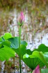620121