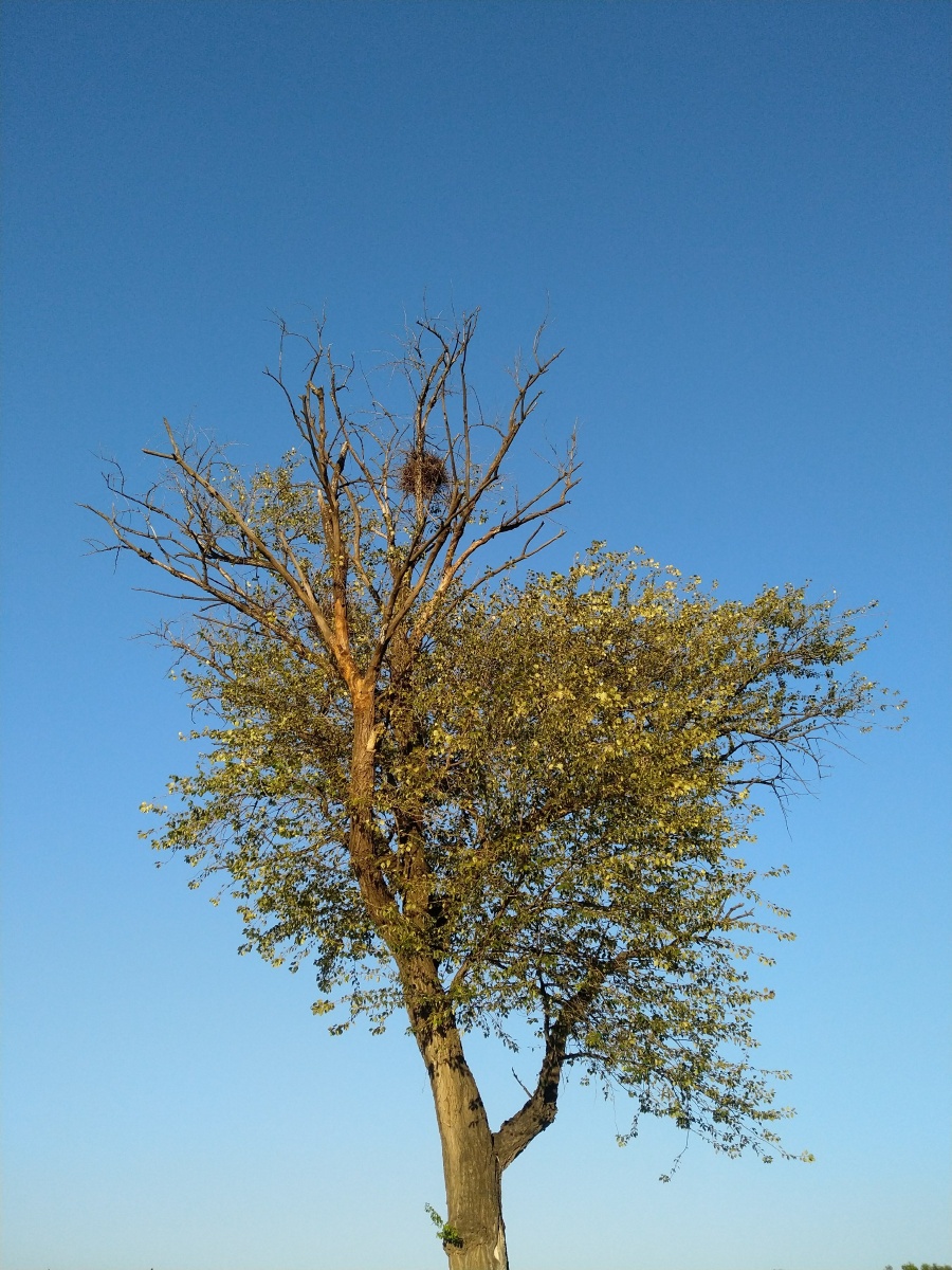 如果有来生--三毛