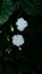 4773EECD-1027-4E3C-B196-477F45ADAA1E/L0/001