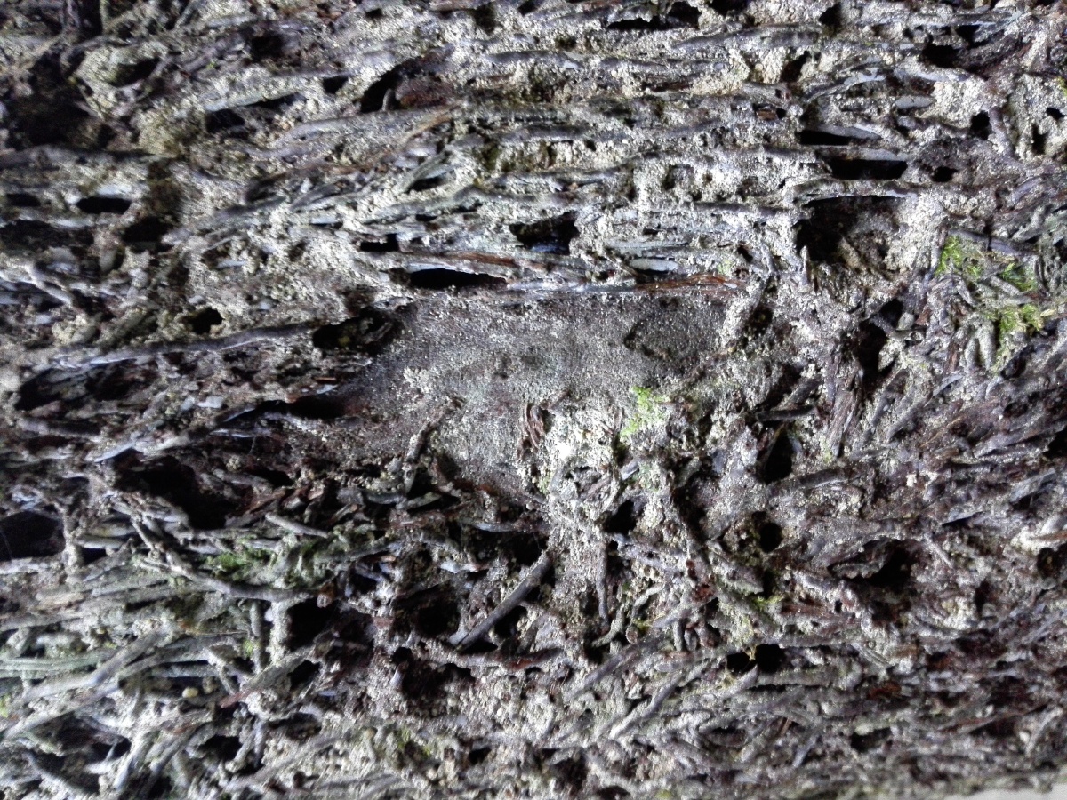 亿年基因(桫椤树皮) - 巡海蟹将 - 图虫