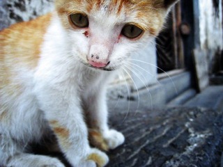 西递-猫 DC