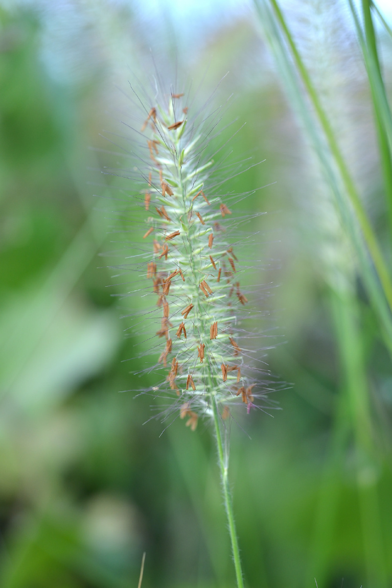 花鸟虫木有鱼哈哈