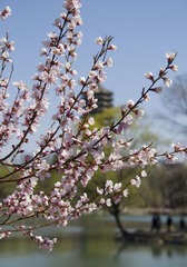 竹外桃花三两枝