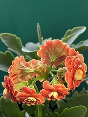 0A0E5C2D-C86E-4902-90A5-DF4EF5E24E69/L0/001