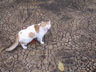 IMG_1060.JPG