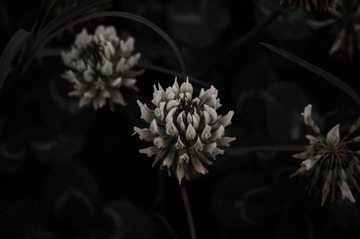 1000010141