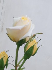 567807