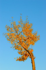 65449