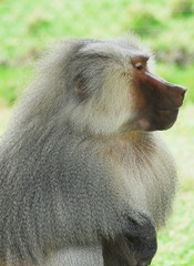 2004528