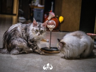 修改后-17