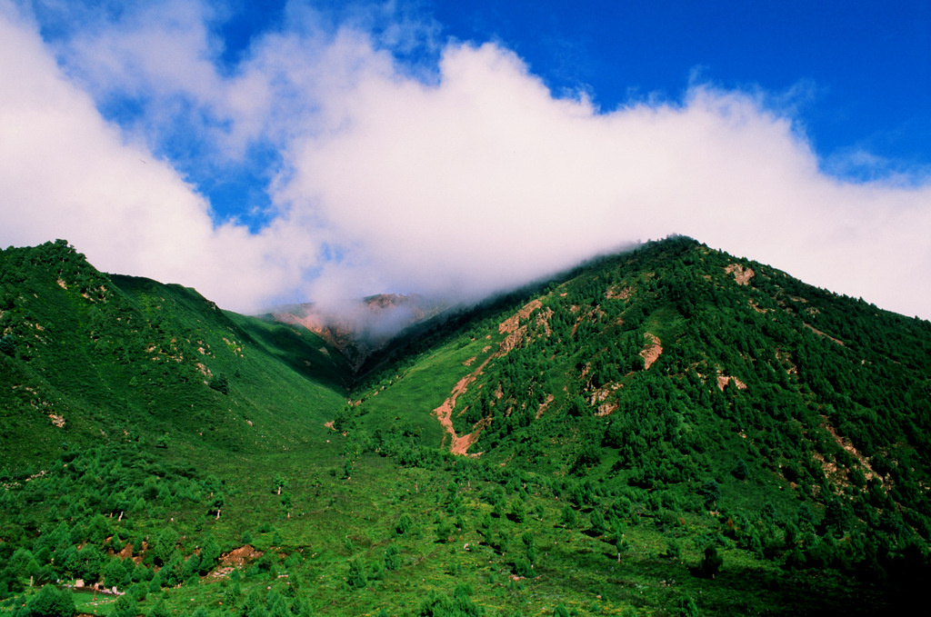 72070006 br /> rvp50 大冬树山