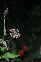19E129EF-4A6F-4D0C-B619-87A4590F2613/L0/001
