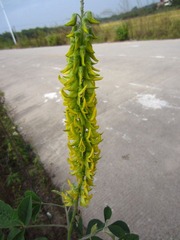IMG_1285.jpg