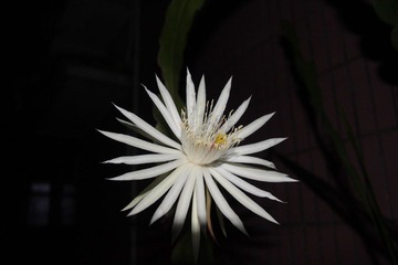 昙花一现