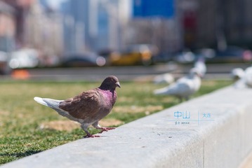 DSC_0597_ys