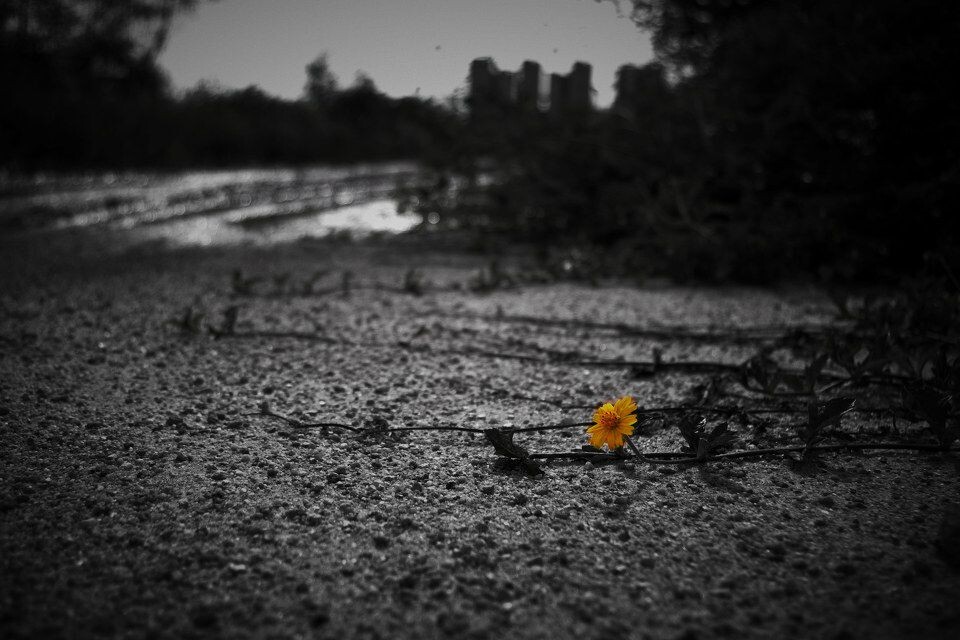 它不是一朵野菊花<br />
你努力地延伸着你的身体，嘿