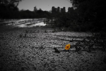 IMGP1133.jpg