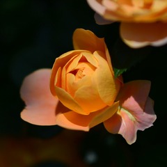 EE69C1DB-322B-460E-BA4D-1AC3850743EC/L0/001