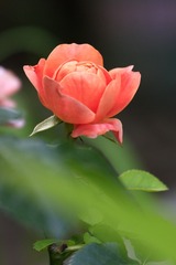 386656F1-011F-4E08-92EB-9AF455C7FF16/L0/001