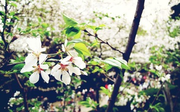 DSCN0337_副本.jpg