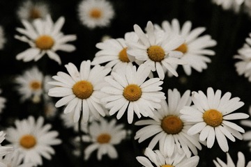 A5C3B980-7E2B-42DE-985B-D536FE227FFF/L0/001