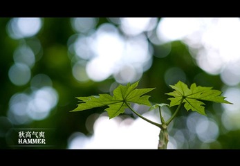 秋天的植物