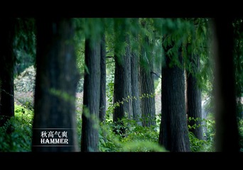 秋天植物，总不像秋天，像春夏，OTL