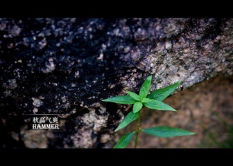 秋天植物，总不像秋天，像春夏，OTL
