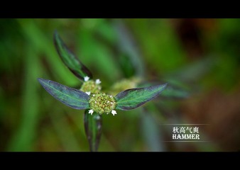 这种植物的叶子展开很想宾利的标志。。