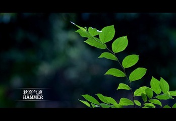 秋天植物，总不像秋天，像春夏，OTL
