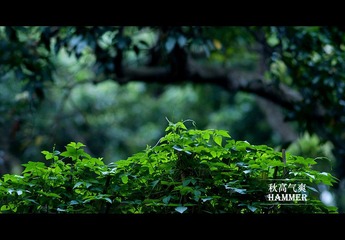 秋天植物，总不像秋天，像春夏，OTL