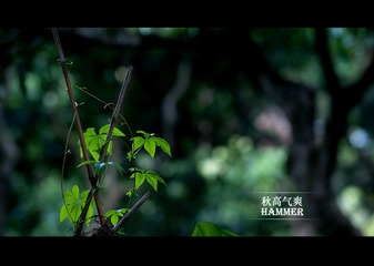 秋天植物，总不像秋天，像春夏，OTL