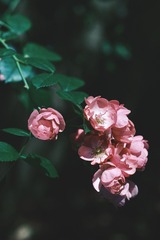 A58C032A-9F8A-4D99-963B-80140B779882/L0/001